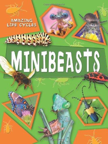 Amazing Life Cycles: Minibeasts