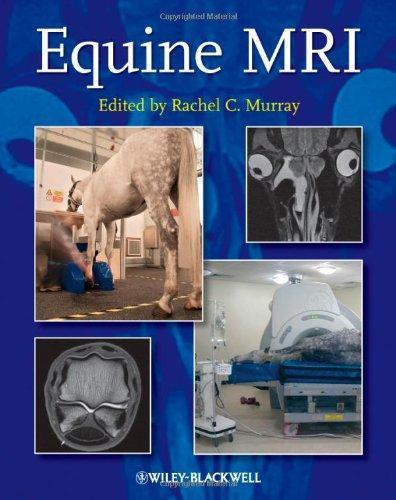 Equine MRI