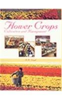 Flower Crops ; Cultivation and Management