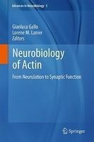 Neurobiology of Actin: From Neurulation to Synaptic Function 1st Edition. Edition