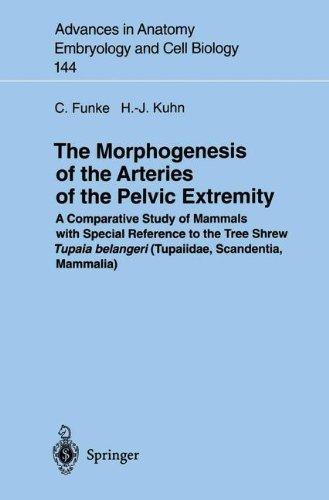 The Morphogenesis of the Arteries of the Pelvic Extremity: A Comparative Study of Mammals with Special Reference to the Tree Shrew Tupaia Belangeri (T