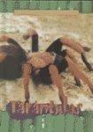 Tarantulas